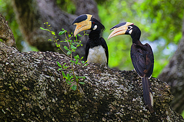 Malabar Pied-Hornbill (Anthracoceros coronatus) couple on a branch in the forest, Sri Lanka