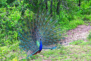 Indian Peafowl (Pavo cristatus) in parade, Sri Lanka