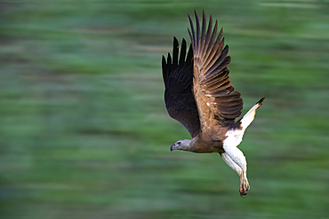 Grey-headed Fish Eagle (Icthyophaga ichthyaetus) in flight, Sri Lanka