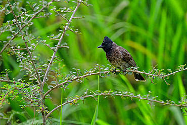 Red-vented Bulbul (Pycnonotus cafer) in vegetation, Sri Lanka