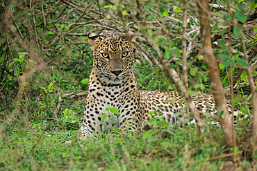 Sri Lankan leopard (Panthera pardus kotiya), Sri Lanka