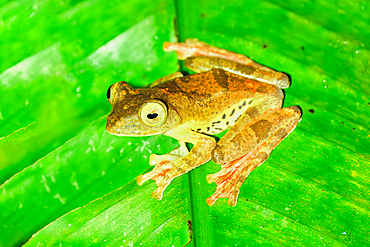 Harlequin Flying Tree Frog (Rhacophorus pardalis) sitting on a leaf, Borneo, Malaysia
