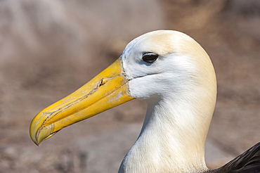 Waved albatross (Phoebastria irrorata ), Hispanola Island, Galapagos, Ecuador, South America 