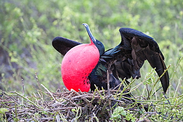 Great Frigatebird male (Fregata minori), Genovesa Island, Galapagos, UNESCO World Heritage Site, Ecuador, South America 