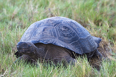 Galapagos Giant Tortoise (Geochelone elephantophus vandenburgi), Bahia Urvina, Isabela Island, Galapagos, UNESCO World Heritage Site, Ecuador, South America 