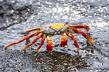 Sally Lightfoot crab (Grapsus grapsus), Galapagos, Ecuador, South America 