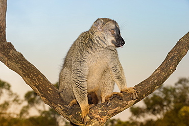 Red-fronted Brown Lemur (Eulemur rufus), Andasibe-Mantadia National Park, Madagascar, Africa