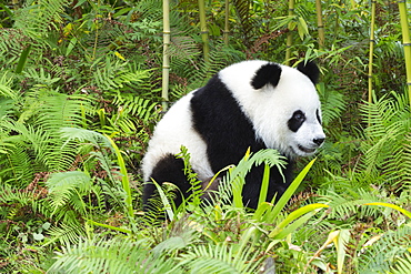 Two years aged young giant panda (Ailuropoda melanoleuca), China Conservation and Research Centre, Chengdu, Sichuan, China, Asia