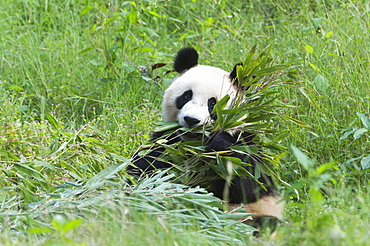 Adult giant panda (Ailuropoda melanoleuca) eating bamboo,  China Conservation and Research Centre, Chengdu, Sichuan, China, Asia