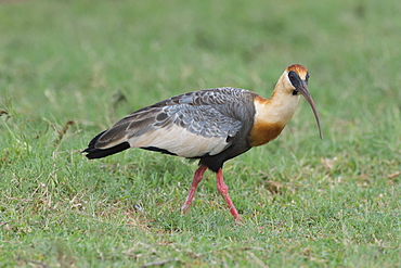 Buff-necked ibis (Theristicus caudatus), Mato Grosso do Sul, Brazil, South America