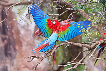 Playful red-and-green macaws (Ara chloropterus), Buraco das Araras, Mato Grosso do Sul, Brazil, South America