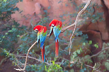 Red-and-green macaws (Ara chloropterus) perched on a branch in Buraco das Araras, Mato Grosso do Sul, Brazil, South America