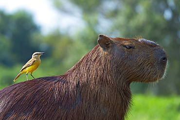 Capybara (Hydrochaeris hydrochaeris) and white-throated kingbird (Tyrannus albogularis) on the back, Pantanal, Mato Grosso, Brazil, South America