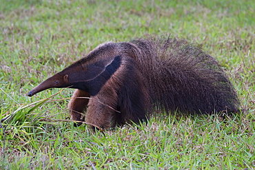 Giant anteater (Myrmecophaga tridactyla), Mato Grosso, Brazil, South America