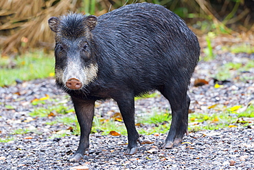 White-lipped peccary (Tayassu pecari), Mato Grosso do Sul, Brazil, South America