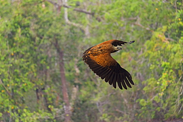 Black-collared Hawk (Busarellus nigricollis) in flight, Pantanal, Mato Grosso, Brazil, South America