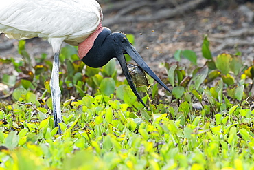 Jabiru (Jabiru mycteria) fishing and harassed by mosquitos, Pantanal, Mato Grosso, Brazil, South America