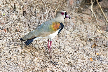 Southern lapwing (Vanellus chilensis), Pantanal, Mato Grosso, Brazil, South America