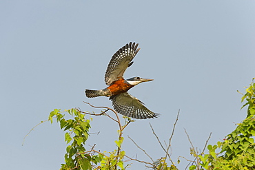 Ringed kingfisher (Ceryle torquata) in flight, Pantanal, Mato Grosso, Brazil, South America