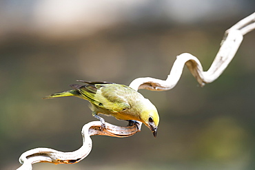 Palm tanager (Thraupis palmarum), Pantanal, Mato Grosso, Brazil, South America