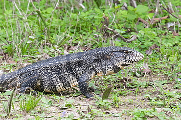 Black and white tegu (Tupinambis merianae), Pantanal, Brazil, South America