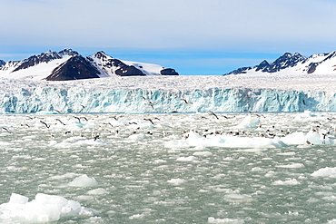 Black-legged kittiwakes (Rissa tridactyla) on ice floe, Lilliehook glacier in Lilliehook fjord, a branch of Cross Fjord, Spitsbergen, Svalbard Archipelago, Arctic, Norway, Scandinavia, Europe