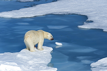 Male polar bear (Ursus maritimus) with blood on his nose on ice floes and blue water, Spitsbergen Island, Svalbard Archipelago, Arcitc, Norway, Scandinavia, Europe