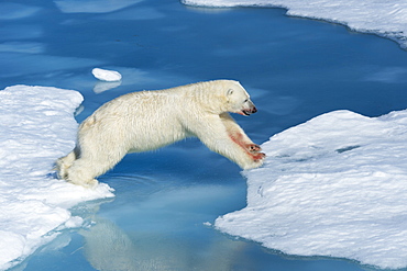 Male polar bear (Ursus maritimus) with blood on his nose and leg jumping over ice floes and blue water, Spitsbergen Island, Svalbard Archipelago, Arcitc, Norway, Scandinavia, Europe