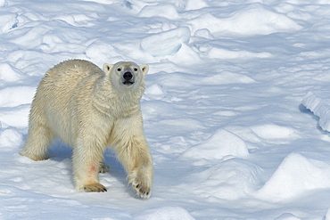 Male polar bear (Ursus maritimus) walking over pack ice, Spitsbergen Island, Svalbard archipelago, Arctic, Norway, Scandinavia, Europe