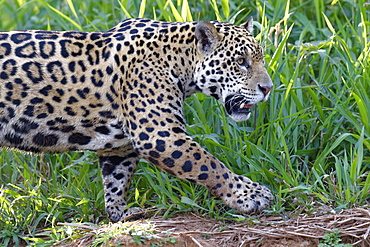 Young Jaguar (Panthera onca) on a riverbank, Cuiaba river, Pantanal, Mato Grosso, Brazil, South America