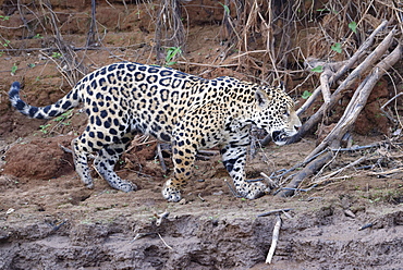 Young Jaguar (Panthera onca) walking on a riverbank, Cuiaba River, Pantanal, Mato Grosso, Brazil, South America