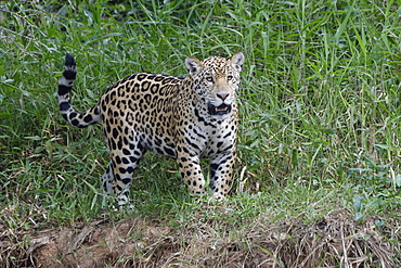 Young jaguar (Panthera onca) on riverbank, Cuiaba River, Pantanal, Mato Grosso State, Brazil, South America