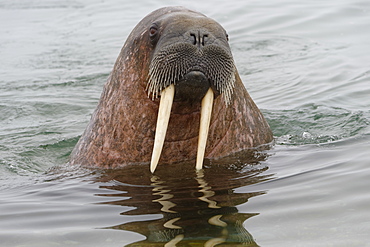 Walrus (Odobenus rosmarus) in water, Spitsbergen Island, Svalbard Archipelago, Arctic, Norway, Scandinavia, Europe