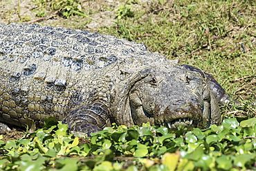 Mugger crocodile (Crocodylus palustris) (Marsh Crocodile) on a riverbank, Chitwan National Park, UNESCO World Heritage Site, Nepal, Asia