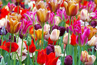 Close-up of tulips, Amsterdam, Netherlands, Europe