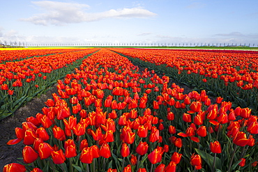 Rows of orange tulips, North Holland, Netherlands, Europe