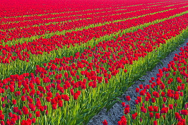 Rows of red tulips, North Holland, Netherlands, Europe