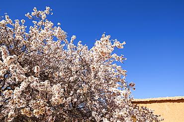 Almond blossom, Boumalne Du Dades, Morocco, North Africa, Africa