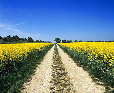 Path through a rape field, Swabian Alb, Baden Wurttemberg, Germany, Europe 