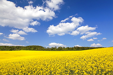 Cumulus clouds over a rape field, Swabian Alb, Baden Wurttemberg, Germany, Europe 