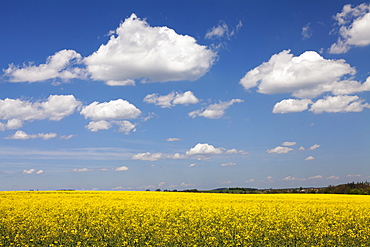 Cumulus clouds over a rape field, Swabian Alb, Baden Wurttemberg, Germany, Europe 