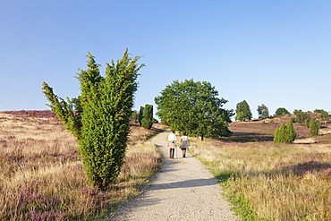 Hikers on a path through Luneburger Heide, Wilseder Berg, nature reserve, Lower Saxony, Germany, Europe 