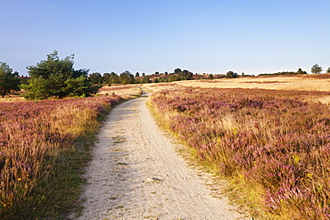 Path through Luneburger Heide, Wilseder Berg, nature reserve, Lower Saxony, Germany, Europe 