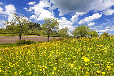 Line of trees and spring meadow at Salmendinger Kornbuhl mountain, Burladingen, Swabian Alb, Baden Wurttemberg, Germany, Europe 