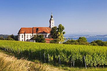 Pilgrimage church of Birnau Abbey and vineyards, Unteruhldingen, Lake Constance (Bodensee), Baden Wurttemberg, Germany, Europe 