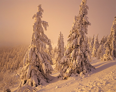 Snow-covered trees in winter at sunset, Feldberg Mountain, Black Forest, Baden Wurttemberg, Germany, Europe