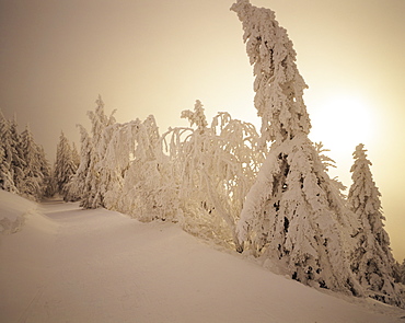 Snow-covered trees and path through winter landscape, Feldberg Mountain, Black Forest, Baden Wurttemberg, Germany, Europe