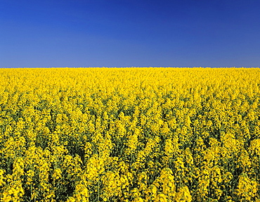 Rape field in spring, Tubingen, Baden Wurttemberg, Germany, Europe 