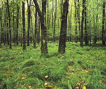 Forest in nature park Schonbuch, Tubingen, Baden Wurttemberg, Germany, Europe 