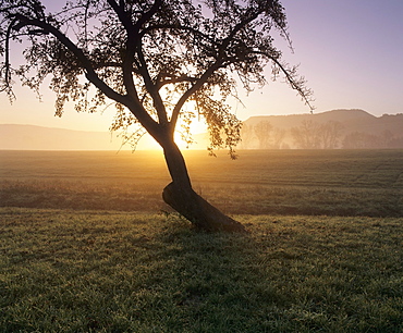 Tree in a field at sunrise in autumn, Swabian Alb, Baden Wurttemberg, Germany, Europe